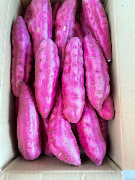 大好評。令和7年産、新イモ!鳴門金時、M Lサイズ、5kg