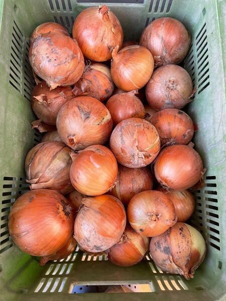 赤字覚悟の大特価!B品訳あり、10kg!淡路島たまねぎ。M、L