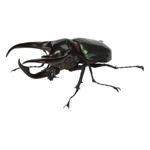 かぶとむし06 アトラスオオカブト いきもの大図鑑 ガチャ 昆虫フィギュア フィギュア ガチャ バンダイ 生き物大図鑑