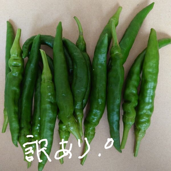 訳あり!青唐辛子 200g箱資材込み