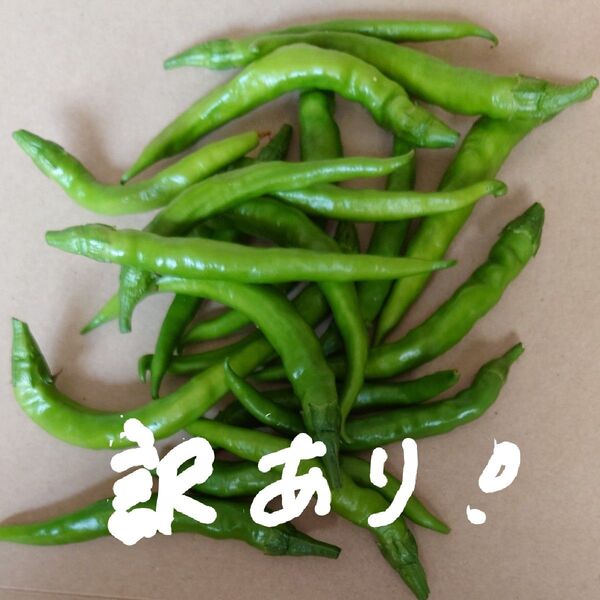 激辛!青唐辛子200g 箱資材込み