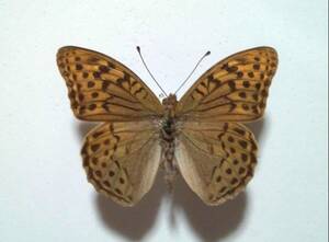 蝶 標本 ヨーロッパのパンドラヒョウモン