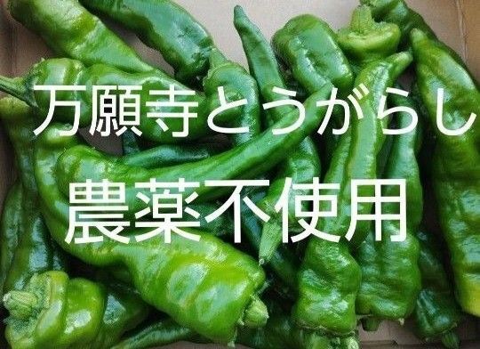 万願寺とうがらし ししとう 農薬不使用 家庭菜園 ネコポス満杯