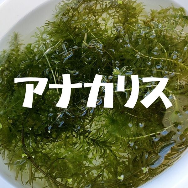 オオカナダモ アナカリス 約1m 水草 浮草 メダカ アクアリウム