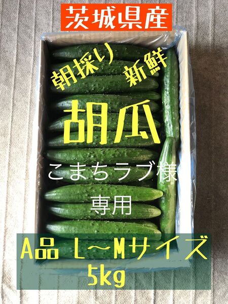 こまちラブ様 専用 A品 L.Mサイズ 5kg
