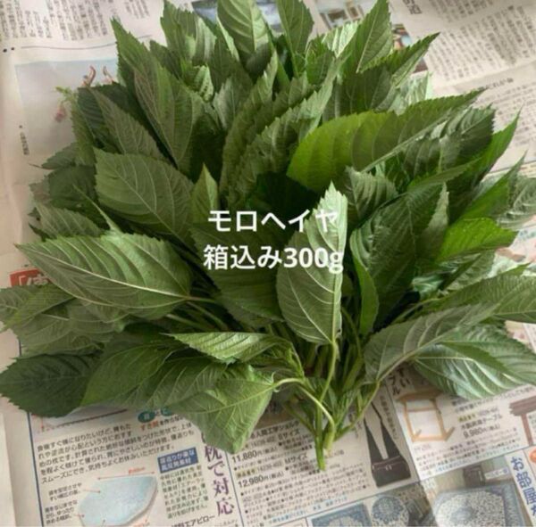 モロヘイヤ 箱込み300g ネコポス