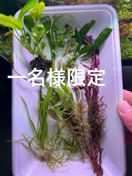 水草ミックス 前景草 中景草 後景草 水草 ミクロソリウム アクアリウム 屋内栽培