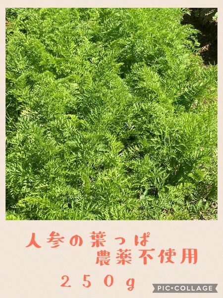 人参の葉っぱ 農薬不使用 250g