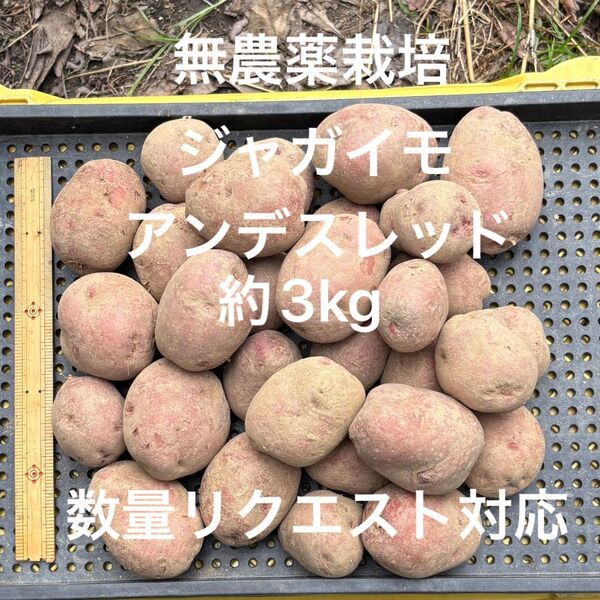 無農薬栽培のジャガイモ(アンデスレッド) 約3kg 数量リクエストに対応します