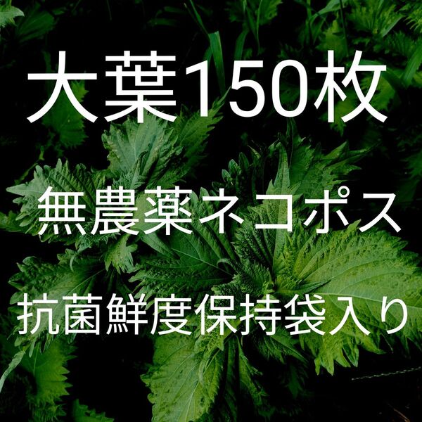 大葉150枚 青じそ葉 水洗い済 抗菌剤配合鮮度保持袋入りネコポス 完全無農薬畑育ち 美味しい空気で自然のまま育てています