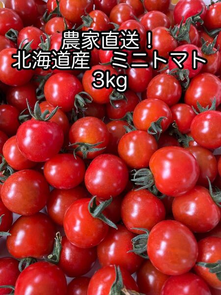 農家直送!北海道産 ミニトマト 3kg