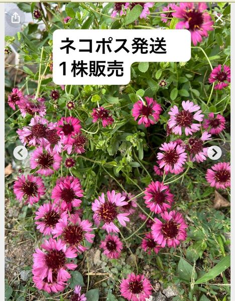 ガイラルディア グレープセンセイショーン 耐寒性多年草 丈夫 オシャレ ガーデニング
