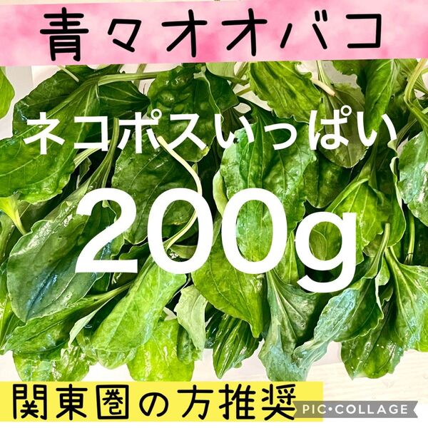 【関東圏の方推奨】この時期貴重 青々 生オオバコ ネコポスいっぱい200g 17時までの購入で即日発送