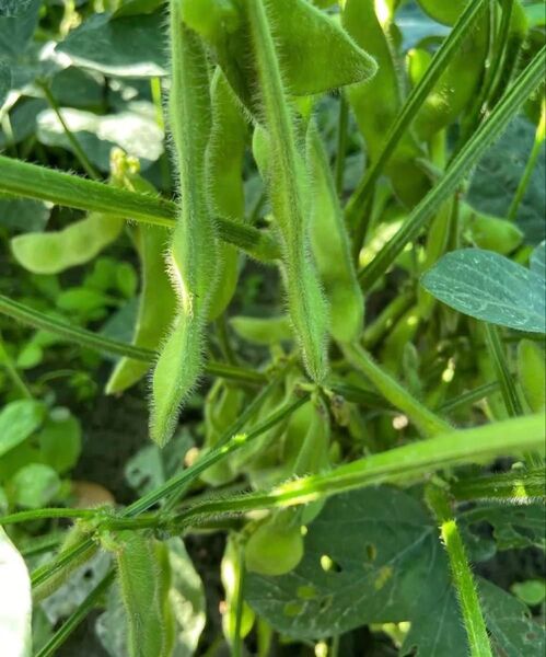 徳島県産 自然栽培 朝採り枝豆 800g 4袋入