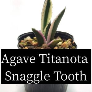 アガベ チタノタ スナグルトゥース 1苗