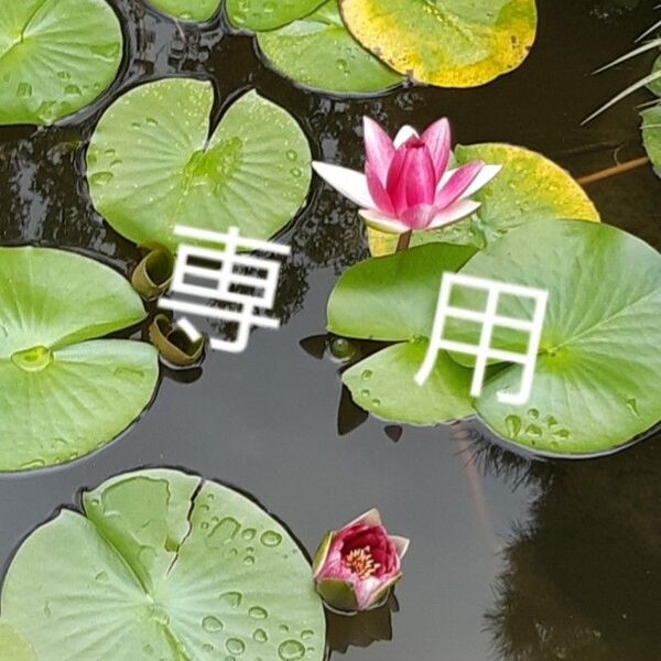 a k i 様 専用