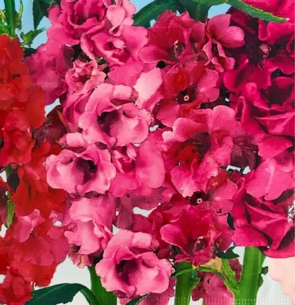 ホウセンカ 花芽付 2苗 約30センチ以上