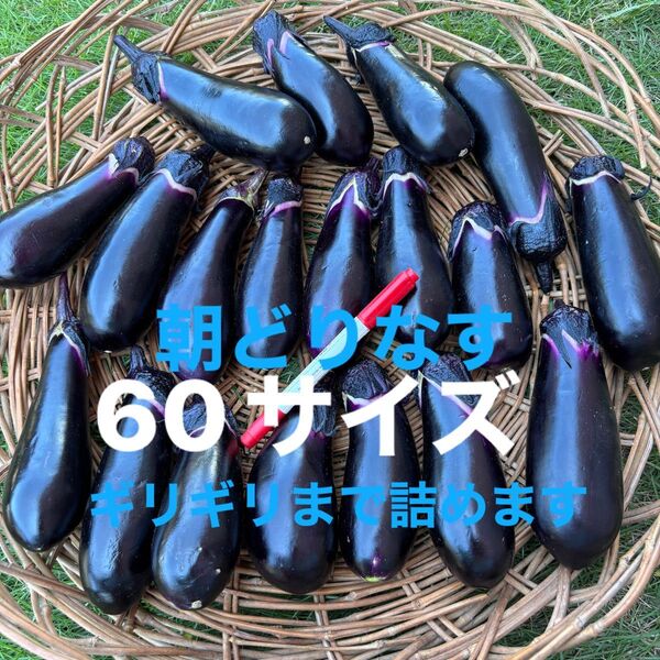 なす 朝どり 栽培期間中農薬不使用 除草剤不使用