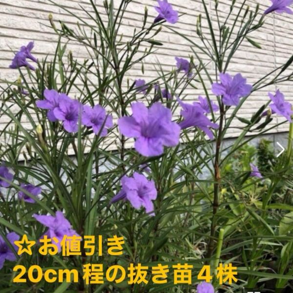 ☆ムラサキルエリア/宿根草♪20センチ程の抜き苗4株/ゆうパケットポストミニ発送♪