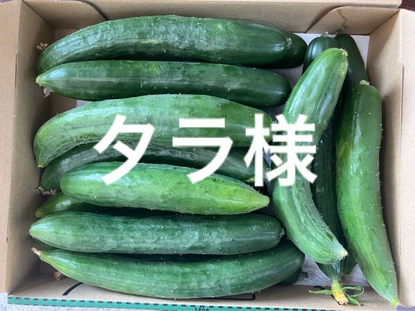 タラ様 岡山県産 きゅうり