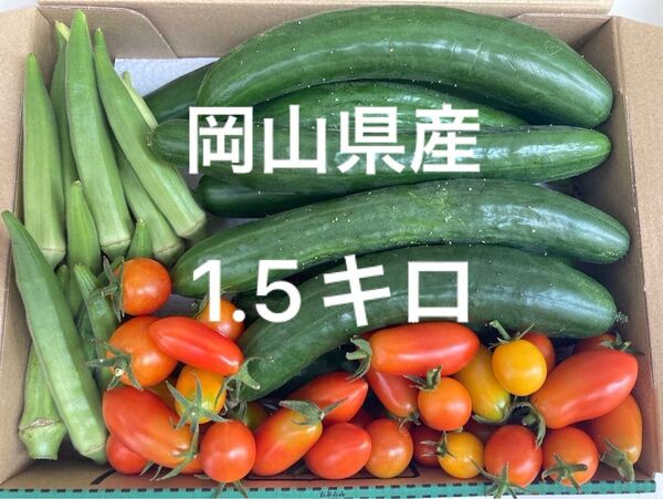 岡山県産 野菜セット きゅうり トマト オクラ コンパクト箱 1.5キロ 8/5収穫 朝採れ