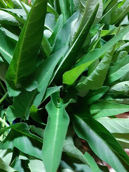 熊本県産 空芯菜 300g 農薬不使用 農家直送