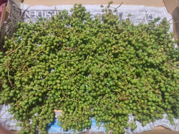富士山麓産 天然山椒の実♪ 500g