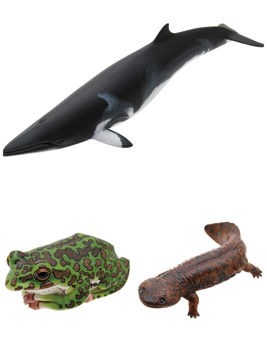 【匿名配送】Nature of Japan 日本のいきもの１　計3種セット