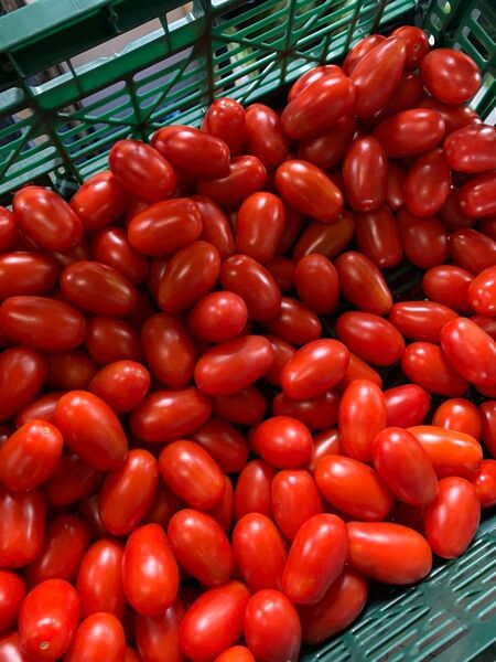 農薬不使用!フルーツミニトマト ロッソナポリタン1.2kg