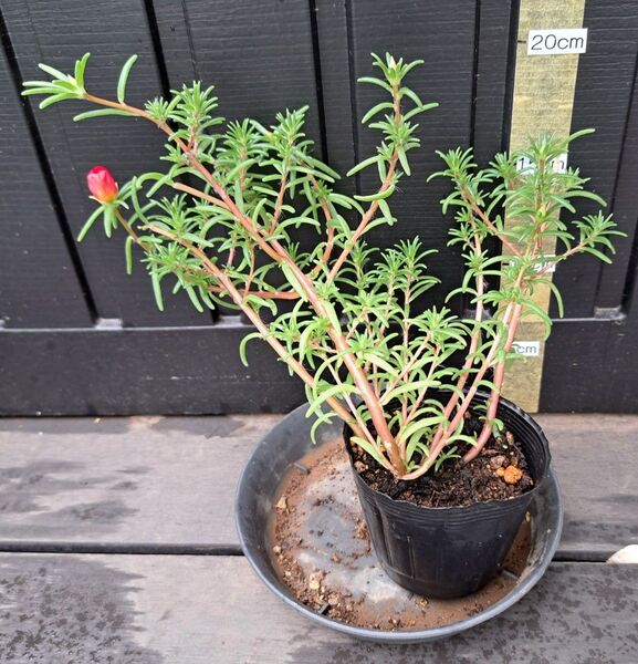花苗 松葉牡丹 マツバボタン 赤