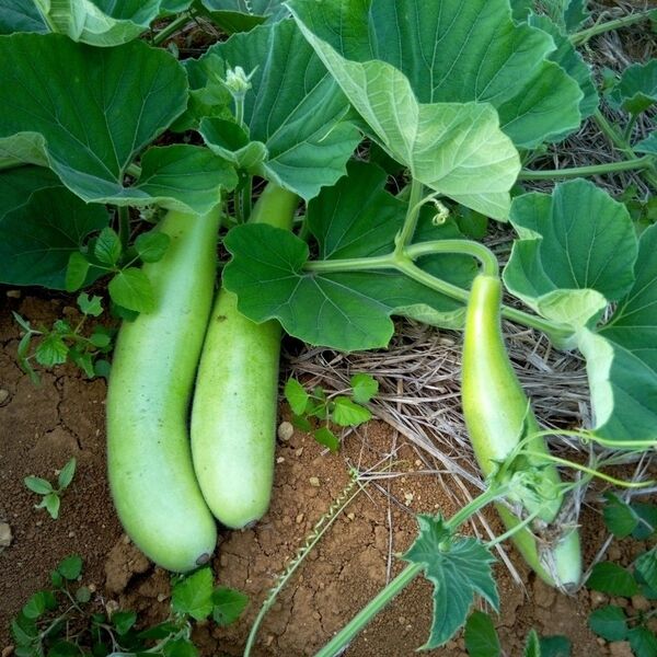 夕顔3個セット 採れたて新鮮 無農薬