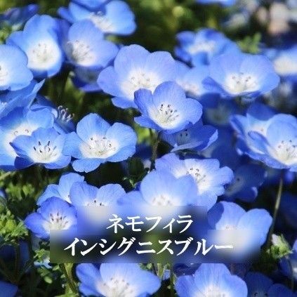 秋まき花の種 ネモフィラ・インシグニスブルー 50粒以上 一年草