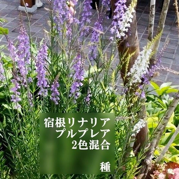秋まき花の種 宿根リナリア(紫色と白色2色の混合)100粒以上 宿根草