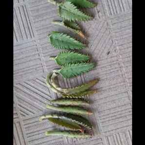 割り引きクーポン使えます 不死鳥の刺し葉&子芽たくさん まとめ売り