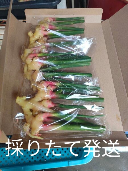 葉生姜