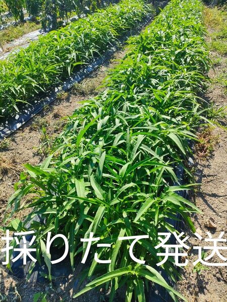 空芯菜