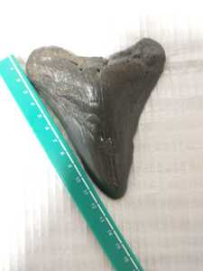 メガロドン サメの歯　　約124mm　 　１９８グラム　アルティメットクラス　ブラックグレー　化石 サウスカロライナ産　a10555