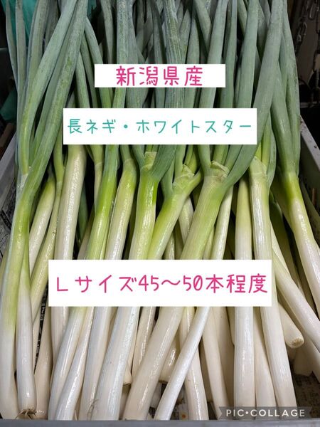 新潟県産 長ネギ 白ネギ ホワイトスター Lサイズ45〜50本程度 即購入OK!
