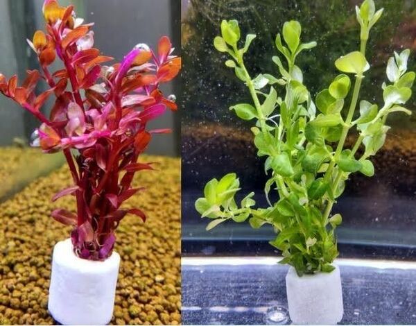 ろ材リング付き 水草セット レディッシュ グリーンロタラ 10本×2 無農薬