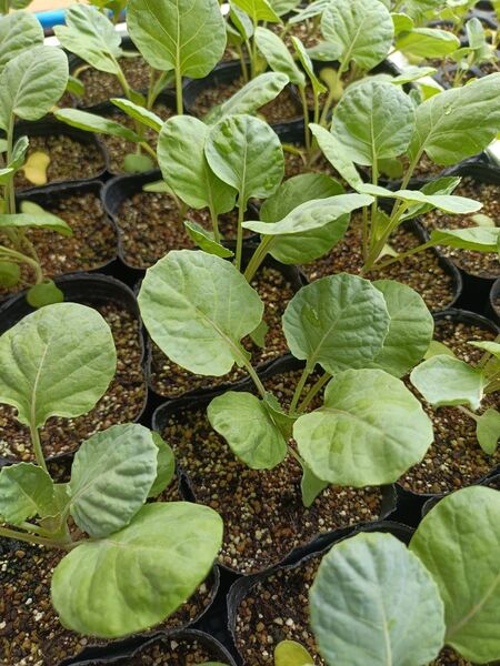 芽キャベツ苗 3本 栽培期間中農薬不使用