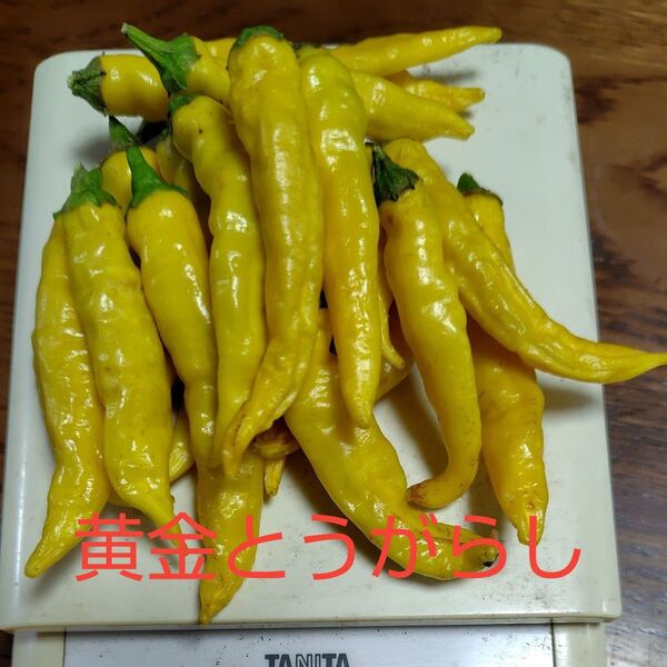 黄金とうがらし 20本 約50g