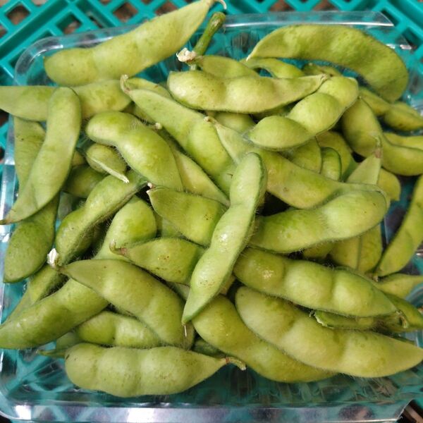 【期間限定お値下げ中】枝豆 1.5kg 朝採り