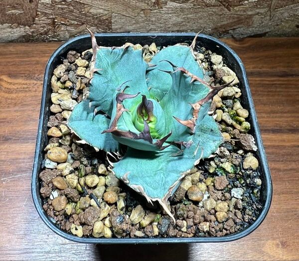 K-0290 アガベチタノタNo.1子株 Agavetitanota number one 【特選 多肉植物】