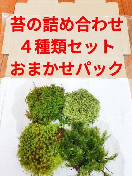 苔 テラリウム 4種類 イモリウム カエルの飼育 パルダリウム ビバリウム