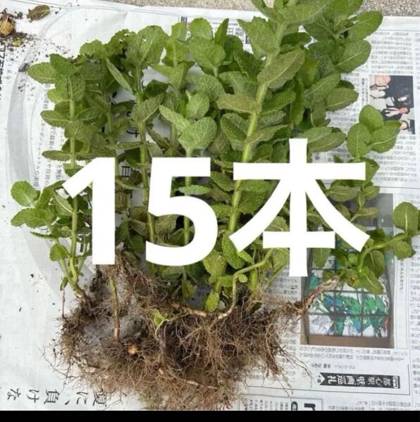 アップルミント 抜き苗 根付き