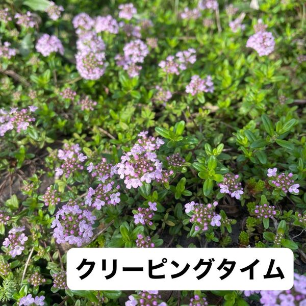 クリーピングタイム ハーブ苗 グランドカバー香りと共にお楽しみください