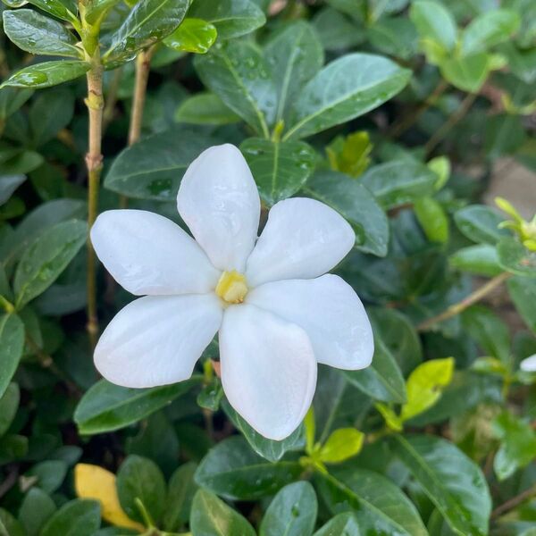 一重クチナシ 挿し木用 挿し穂 5本 芳醇な香りと美しいお花をお楽しみください。