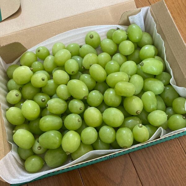 【大粒多め!1週間以内発送!数量限定値下】シャインマスカット 摘みおとし 約1キロ