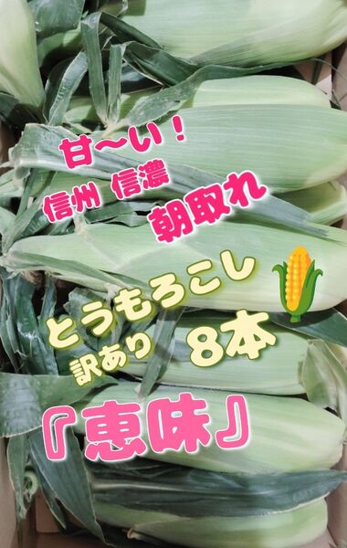 甘〜い!信州信濃 朝取れ訳ありとうもろこし8本+おまけ数本