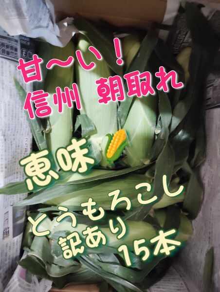 甘〜い!信州信濃 朝取れとうもろこし15本+おまけ数本